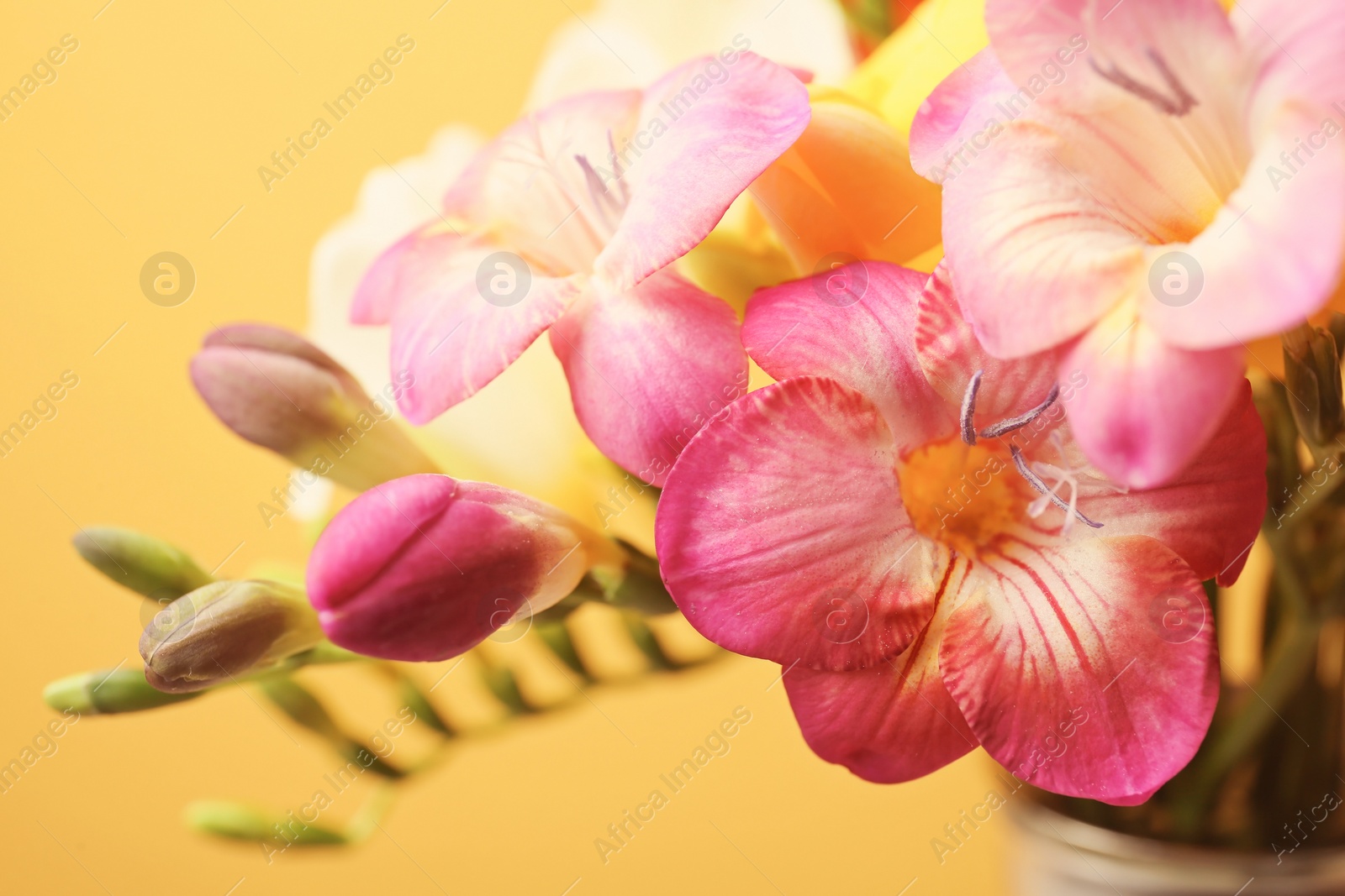 Photo of Beautiful freesia flowers on color background, closeup