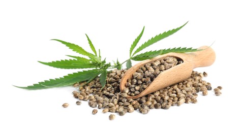 Photo of Wooden scoop, hemp seeds and leaves on white background
