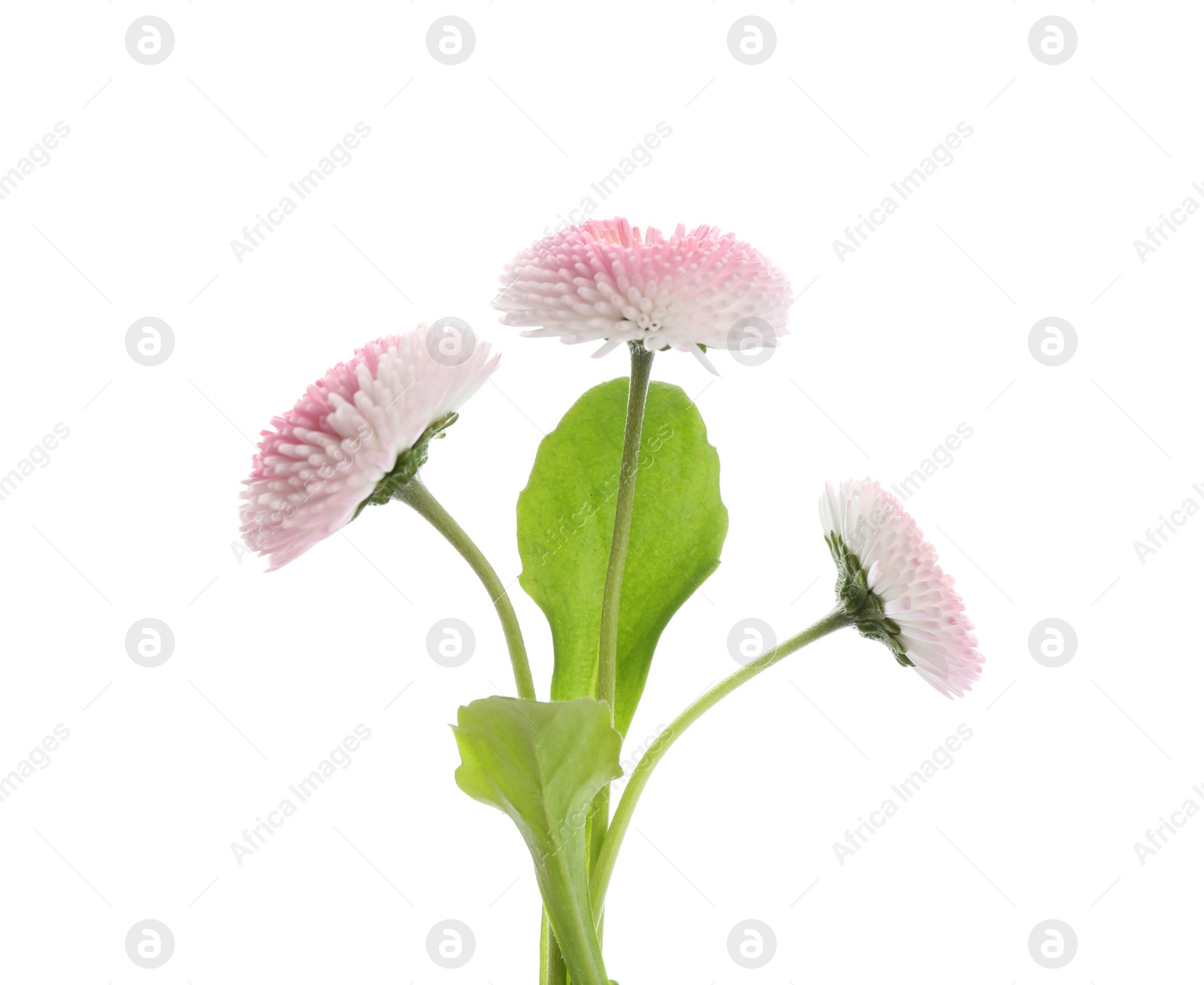 Photo of Beautiful blooming daisies against white background. Spring flowers