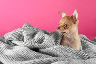 Photo of Cute Chihuahua puppy wrapped in blanket on pink background. Baby animal