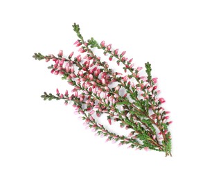 Branches of heather with beautiful flowers on white background, top view