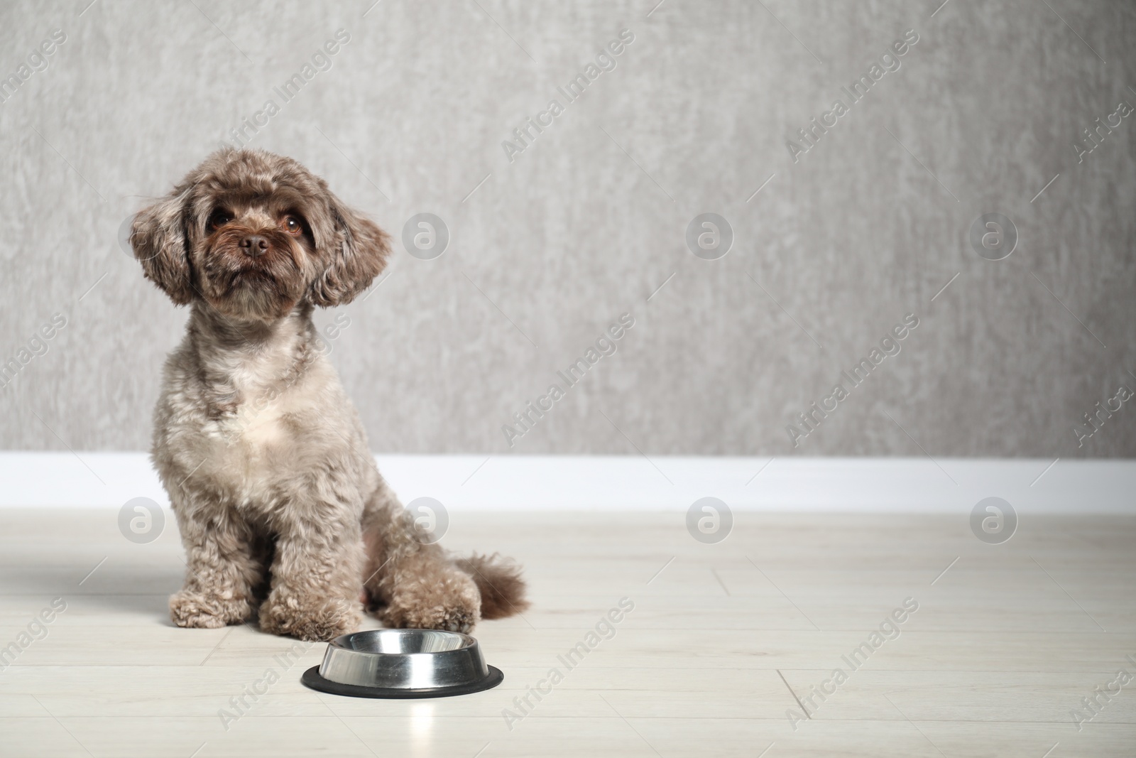 Photo of Cute Maltipoo dog near feeding bowl indoors, space for text. Lovely pet