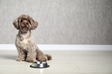 Photo of Cute Maltipoo dog near feeding bowl indoors, space for text. Lovely pet