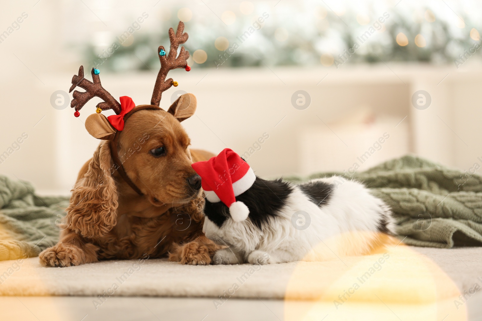 Photo of Adorable Cocker Spaniel dog with cat in reindeer headband and Santa hat on blurred background