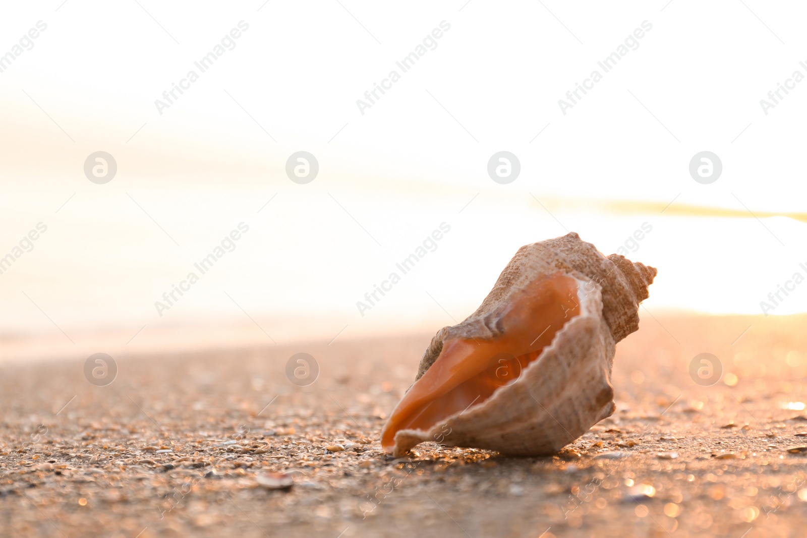 Photo of Sunlit sandy beach with beautiful seashell on summer day. Space for text