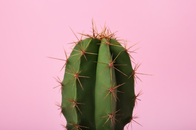 Photo of Beautiful green cactus on pink background, closeup. Tropical plant