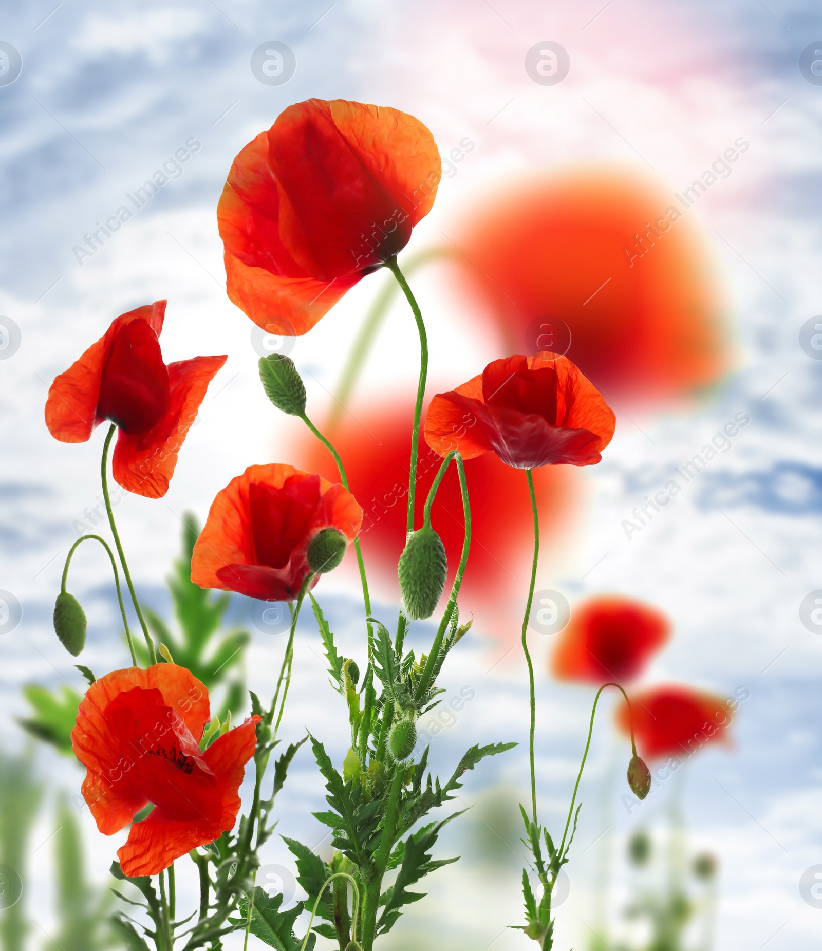 Image of Beautiful red poppy flowers against blue sky with clouds