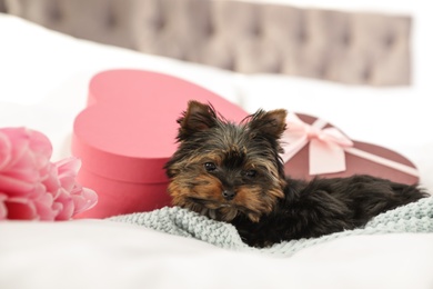 Photo of Cute Yorkshire terrier puppy with gift and flowers on bed. Happy dog