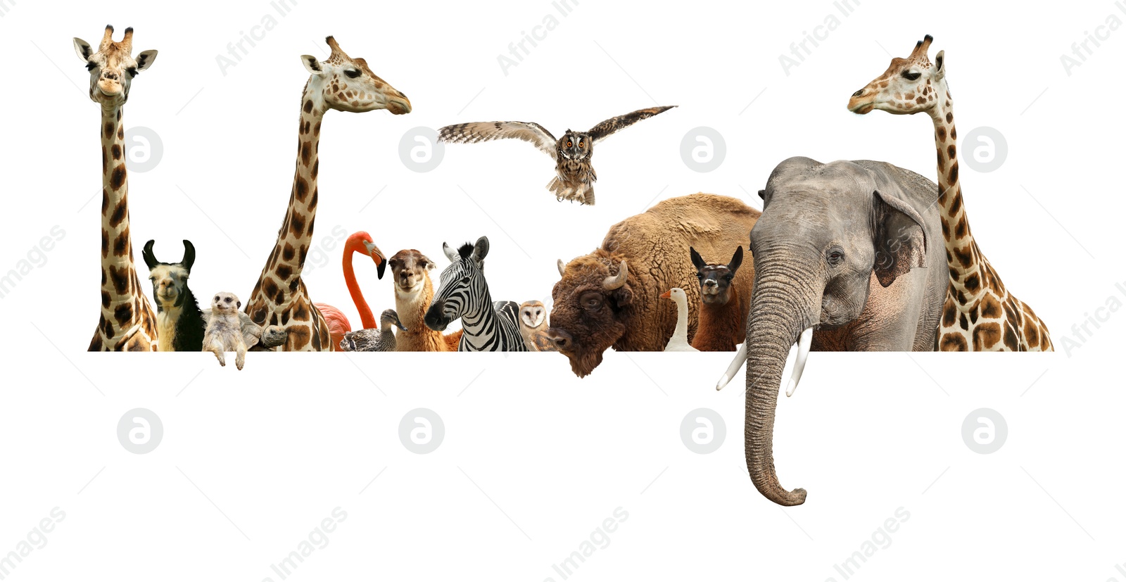 Image of Group of different wild animals standing behind banner on white background, collage