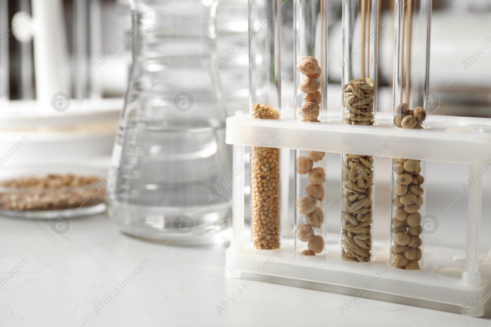 Photo of Test tubes with seeds samples on light table in laboratory