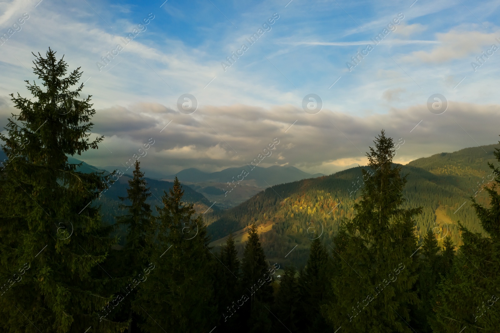 Image of Aerial view of beautiful forest in mountains on sunny day