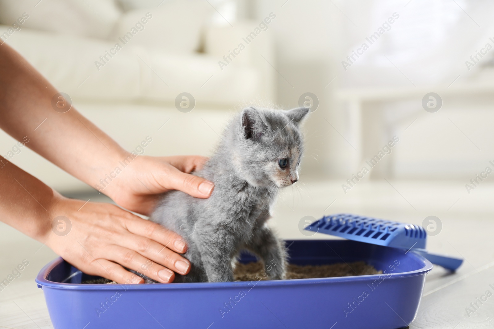 Photo of Woman putting her cute British Shorthair kitten in litter box at home, closeup