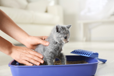 Photo of Woman putting her cute British Shorthair kitten in litter box at home, closeup