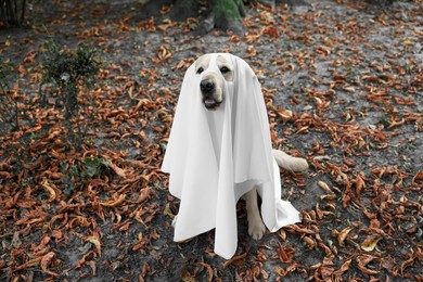 Cute Labrador Retriever dog wearing ghost costume in autumn park on Halloween