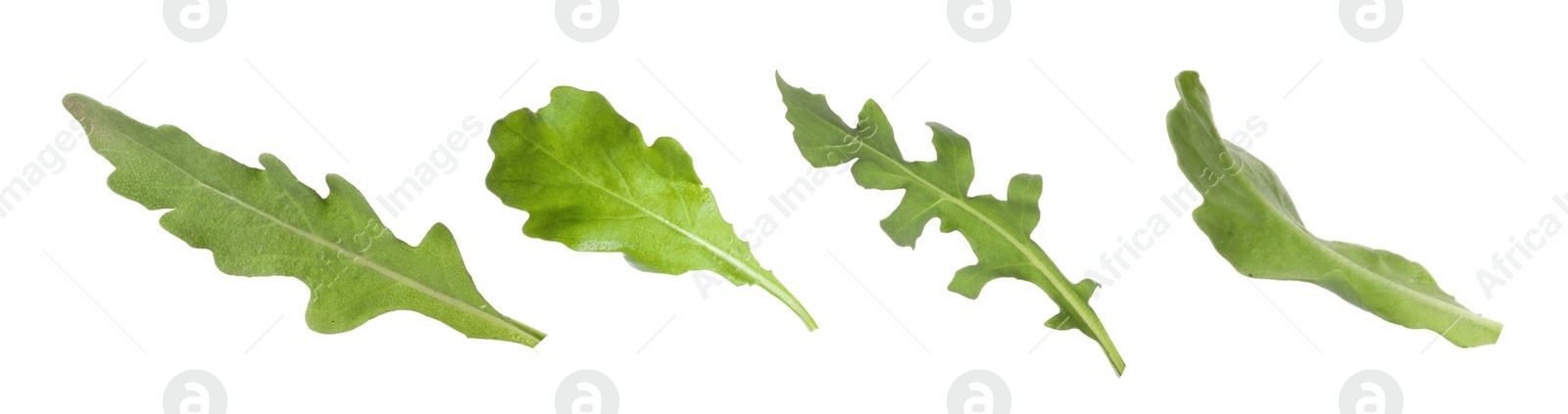 Image of Set of green arugula leaves on white background. Banner design