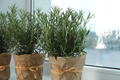 Aromatic green rosemary in pots on windowsill