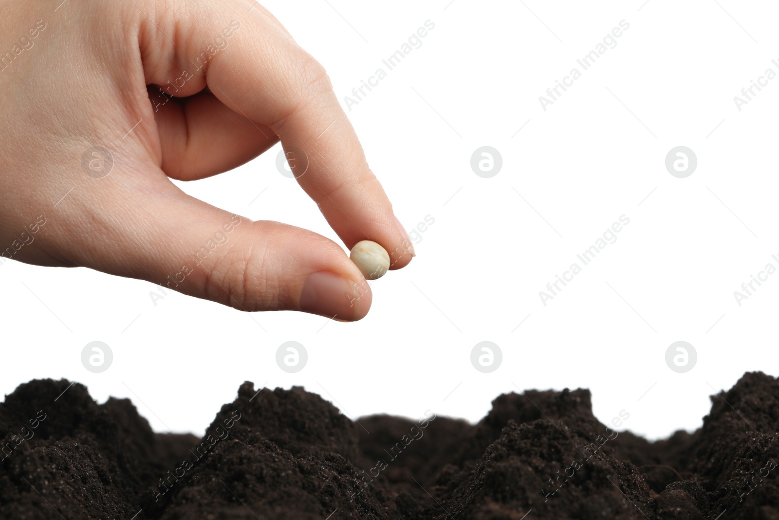 Photo of Woman putting pea into fertile soil against white background, closeup. Vegetable seed planting