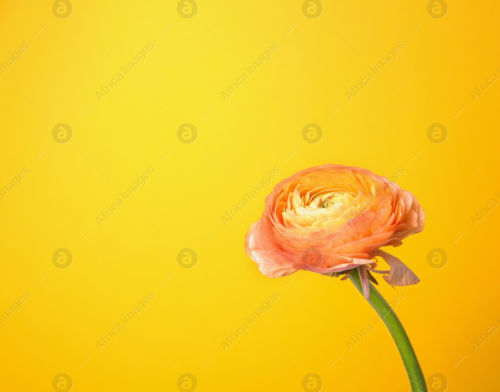 Photo of Beautiful ranunculus flower on color background