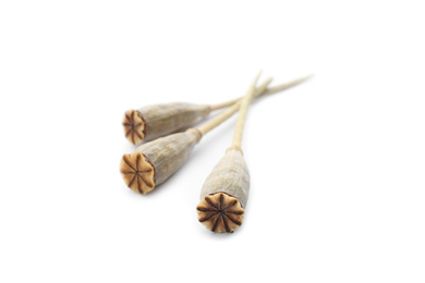 Dry poppyheads with seeds on white background