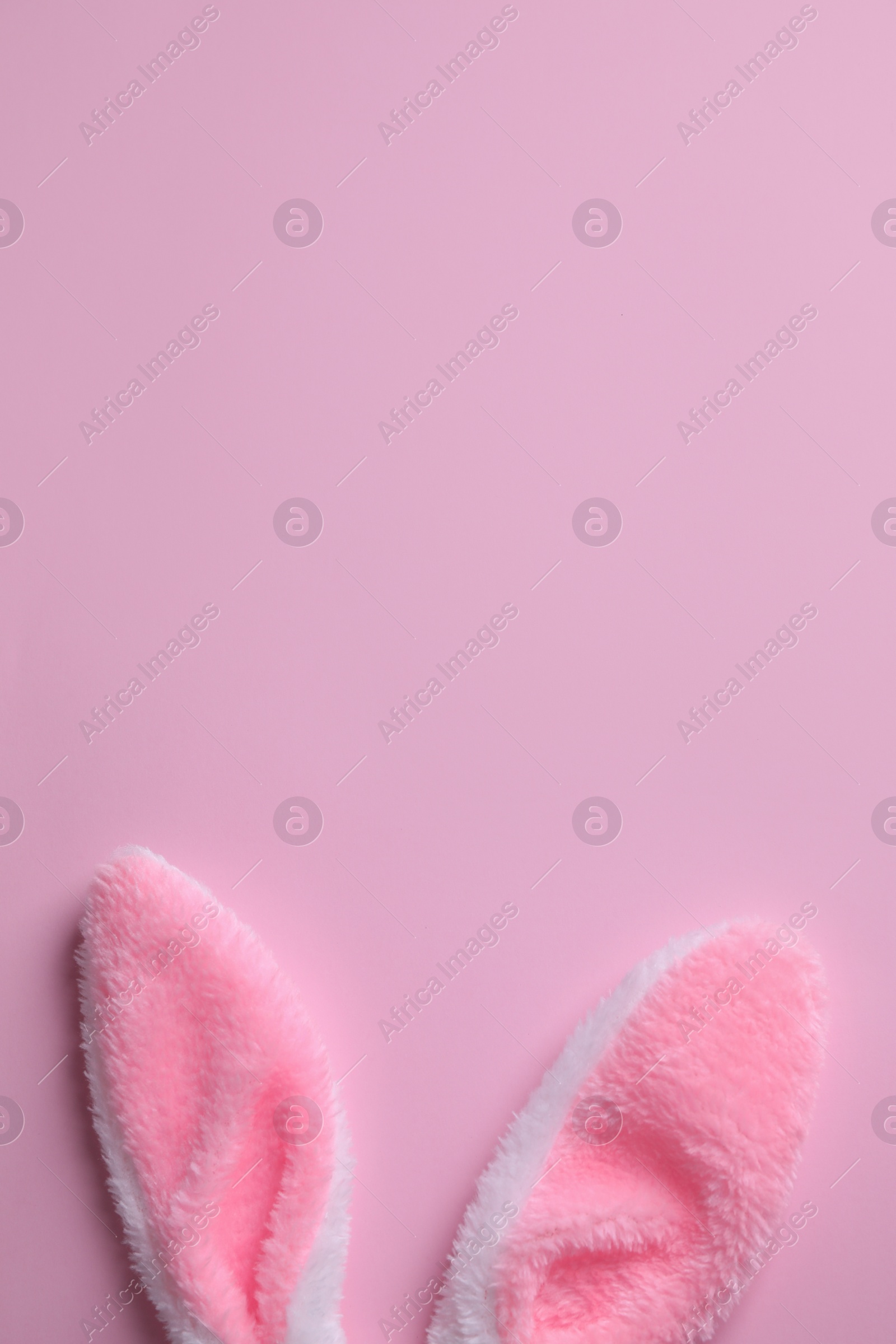 Photo of Easter bunny ears on pink background, top view. Space for text