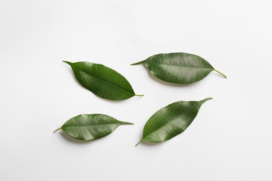 Photo of Fresh green ficus leaves on white background, top view