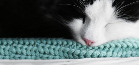 Cute cat relaxing on green knitted fabric, closeup. Banner design