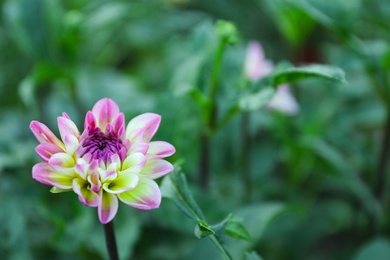 Photo of Beautiful blooming violet dahlia flower in green garden, closeup. Space for text