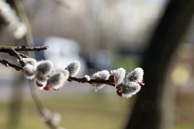 Photo of Beautiful fluffy catkins on willow branches outdoors, closeup