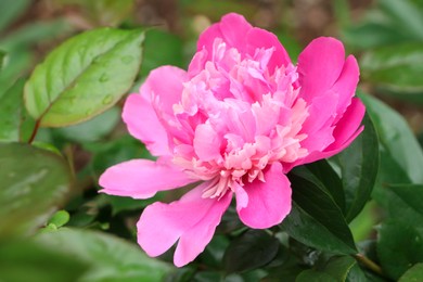 Photo of Beautiful pink peony growing in garden, closeup