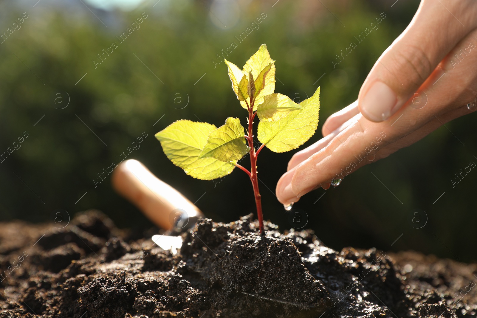 Photo of Woman watering seedling outdoors, closeup. Planting tree