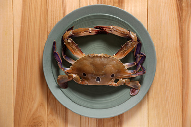 Fresh swimming crab on wooden table, top view