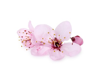 Photo of Beautiful spring tree blossoms isolated on white