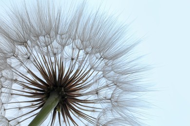 Photo of Beautiful fluffy dandelion flower on light background, closeup