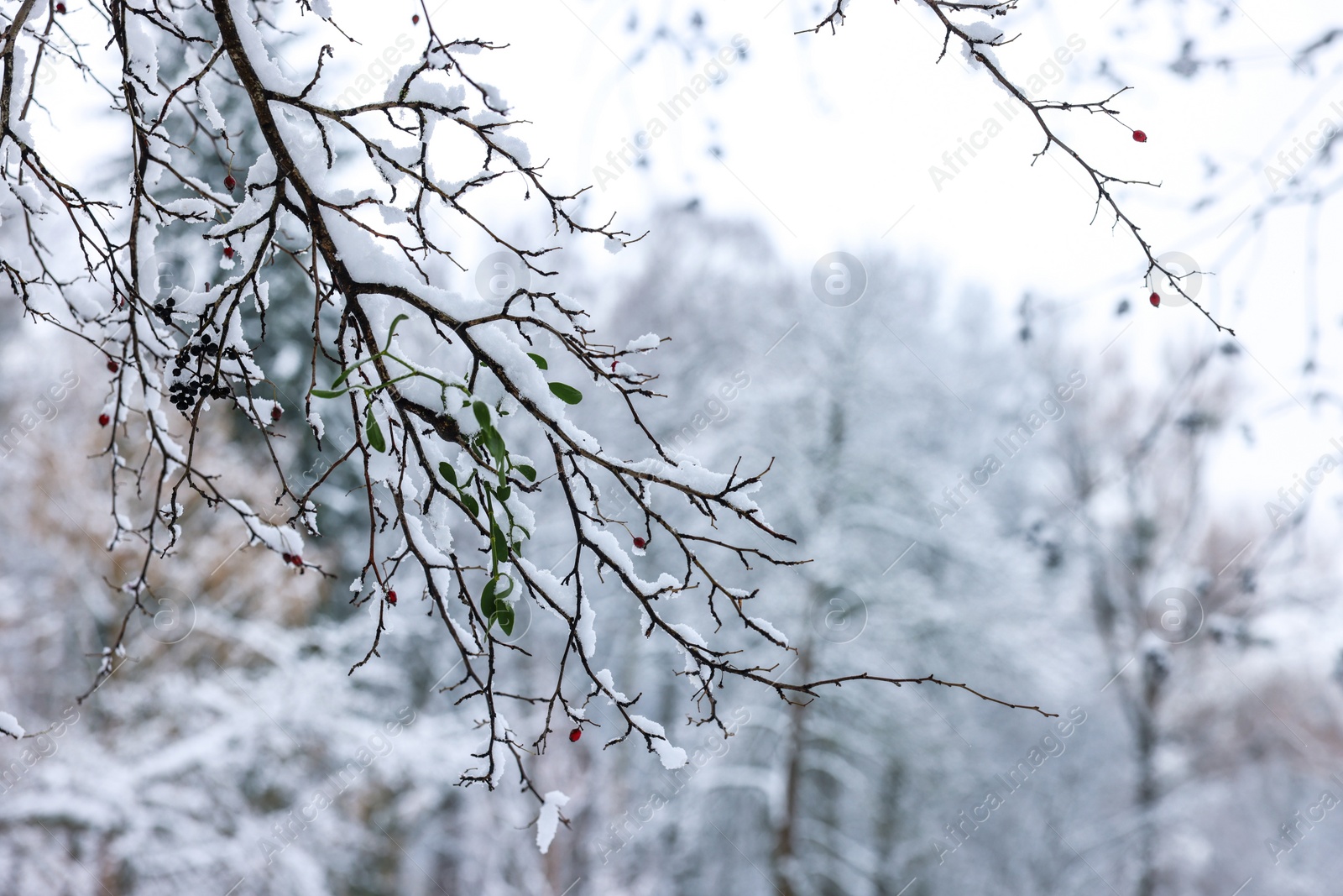 Photo of Beautiful tree branches covered with snow in winter park, space for text