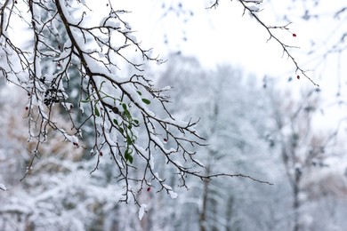 Beautiful tree branches covered with snow in winter park, space for text