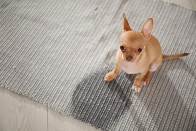 Photo of Cute Chihuahua puppy near wet spot on rug indoors, above view. Space for text