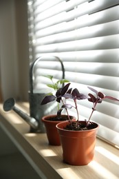 Photo of Red basil seedlings in flowerpot on window sill indoors