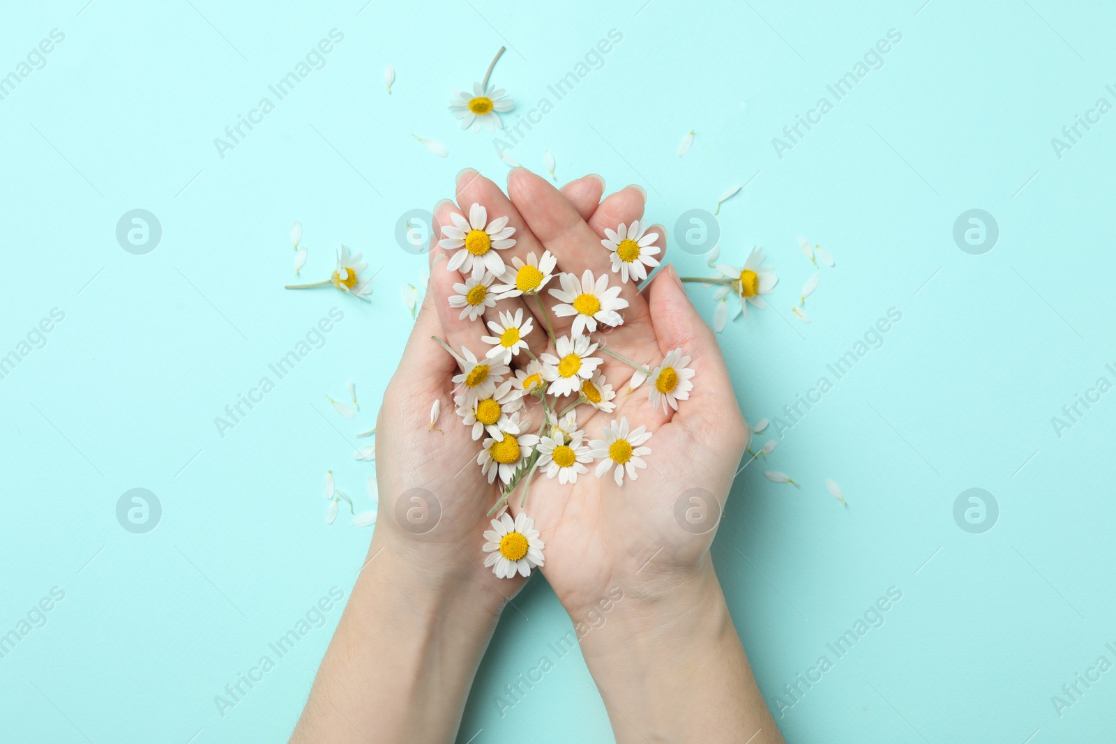 Photo of Woman holding chamomiles on light background, top view