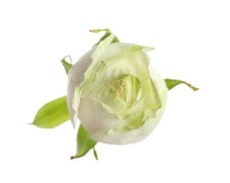 Photo of Beautiful small rose bud on white background