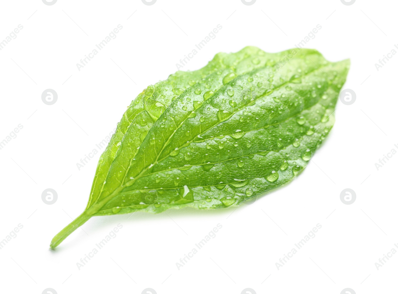 Photo of Green leaf with dew on white background