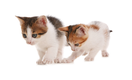 Photo of Cute little kittens on white background. Baby animals