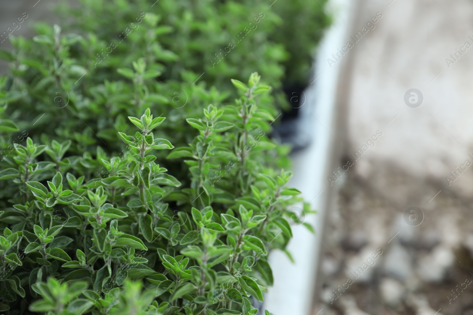 Photo of Beautiful oregano plant on blurred background, closeup. Space for text