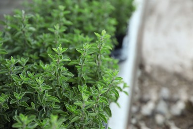 Photo of Beautiful oregano plant on blurred background, closeup. Space for text