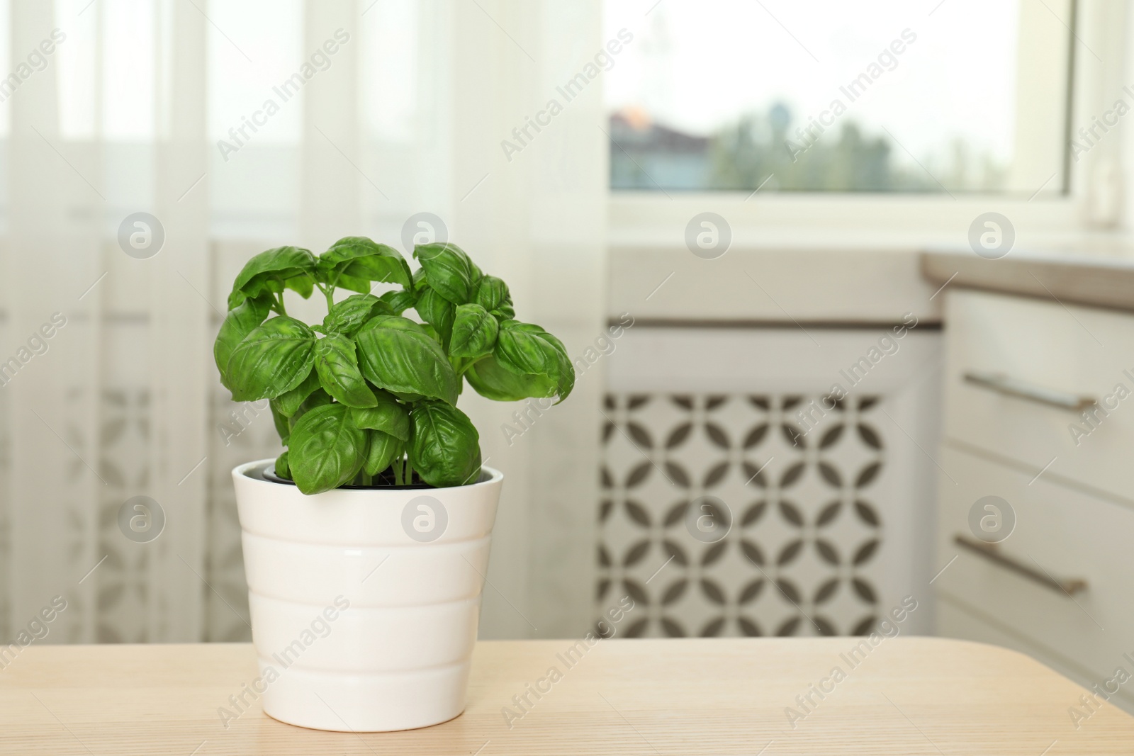 Photo of Fresh basil in pot on table indoors. Space for text