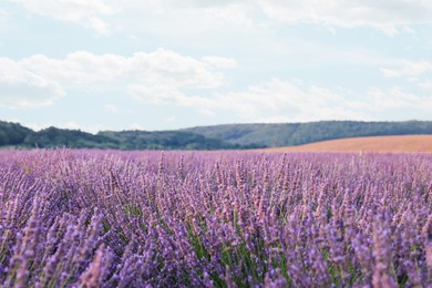 Photo of Blooming lavender growing in field under beautiful sky