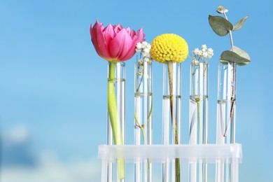 Different plants in test tubes on blurred background, closeup. Space for text