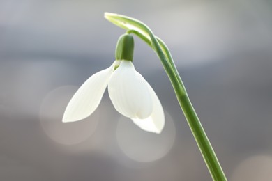 Photo of Blooming snowdrop on blurred background, closeup. First spring flowers