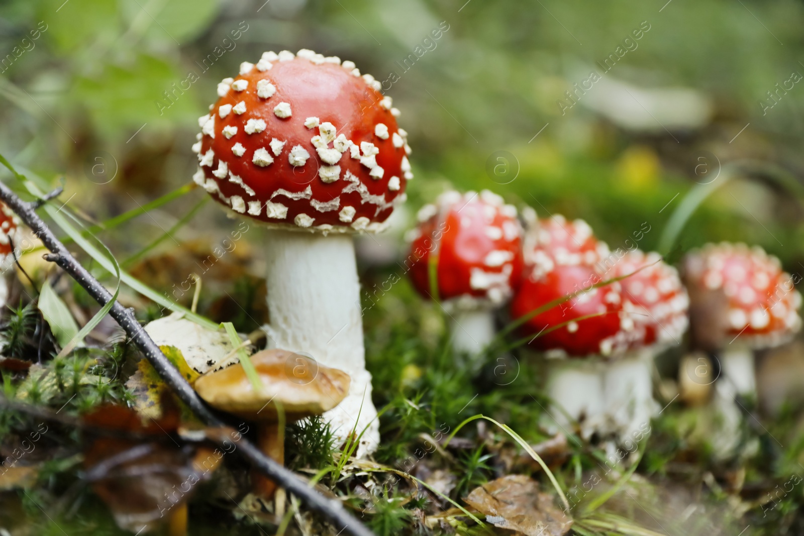 Photo of Fresh wild mushrooms growing in forest, closeup. Space for text