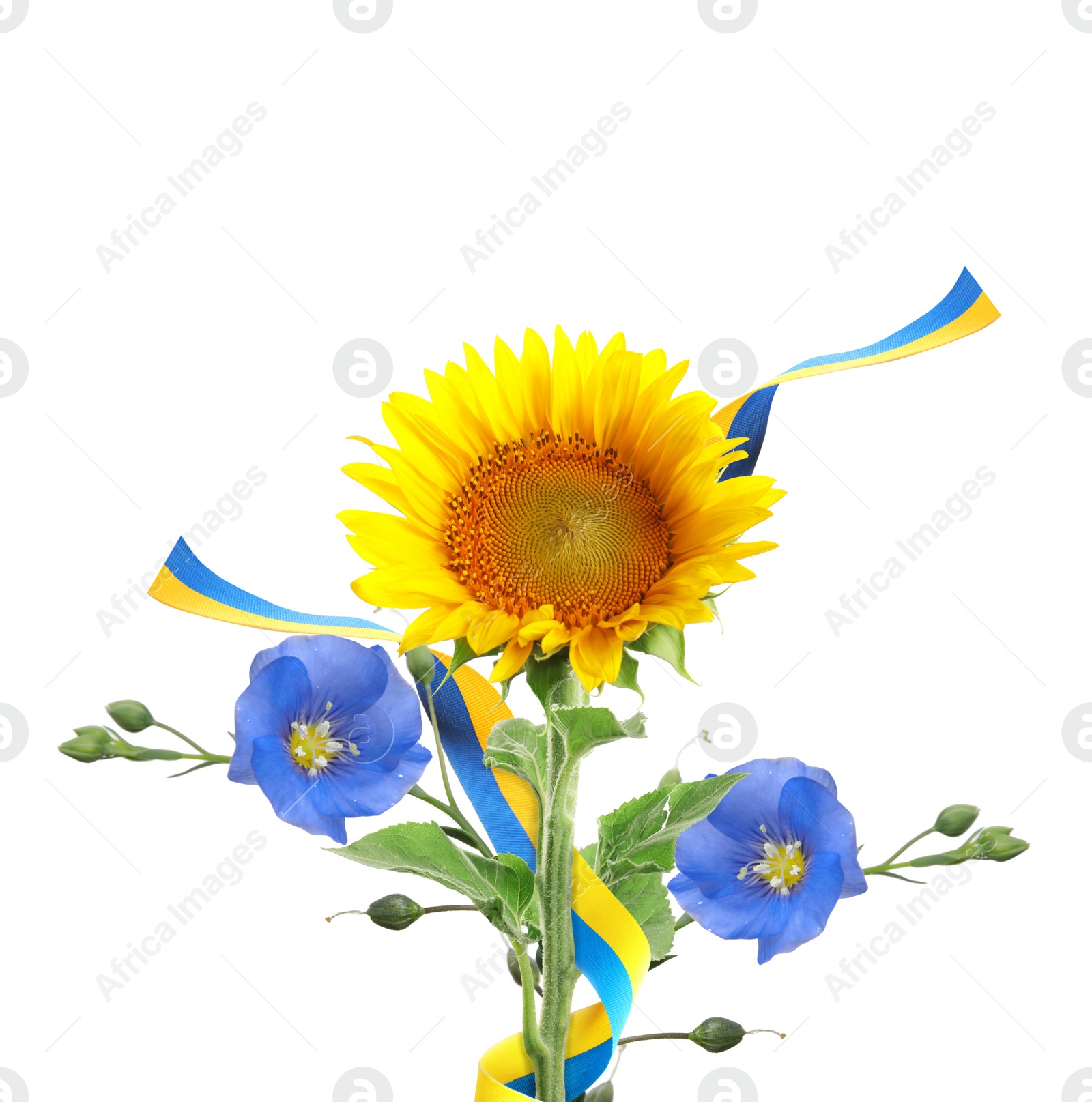 Image of Bright sunflowers, Ukrainian national flag and flax flowers on white background