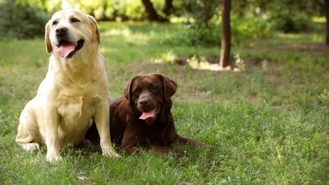 Photo of Cute Labrador Retriever dogs on green grass in summer park. Space for text